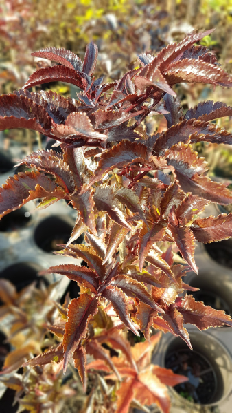 Sambucus nigra Black Tower Schwarzer Holunder
